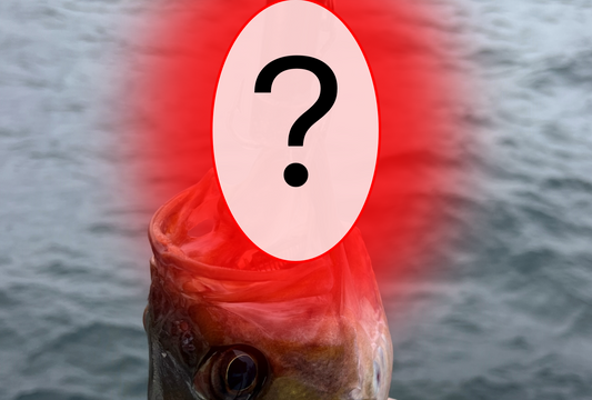A large rockfish being caught with the best rockfish lure of 2024