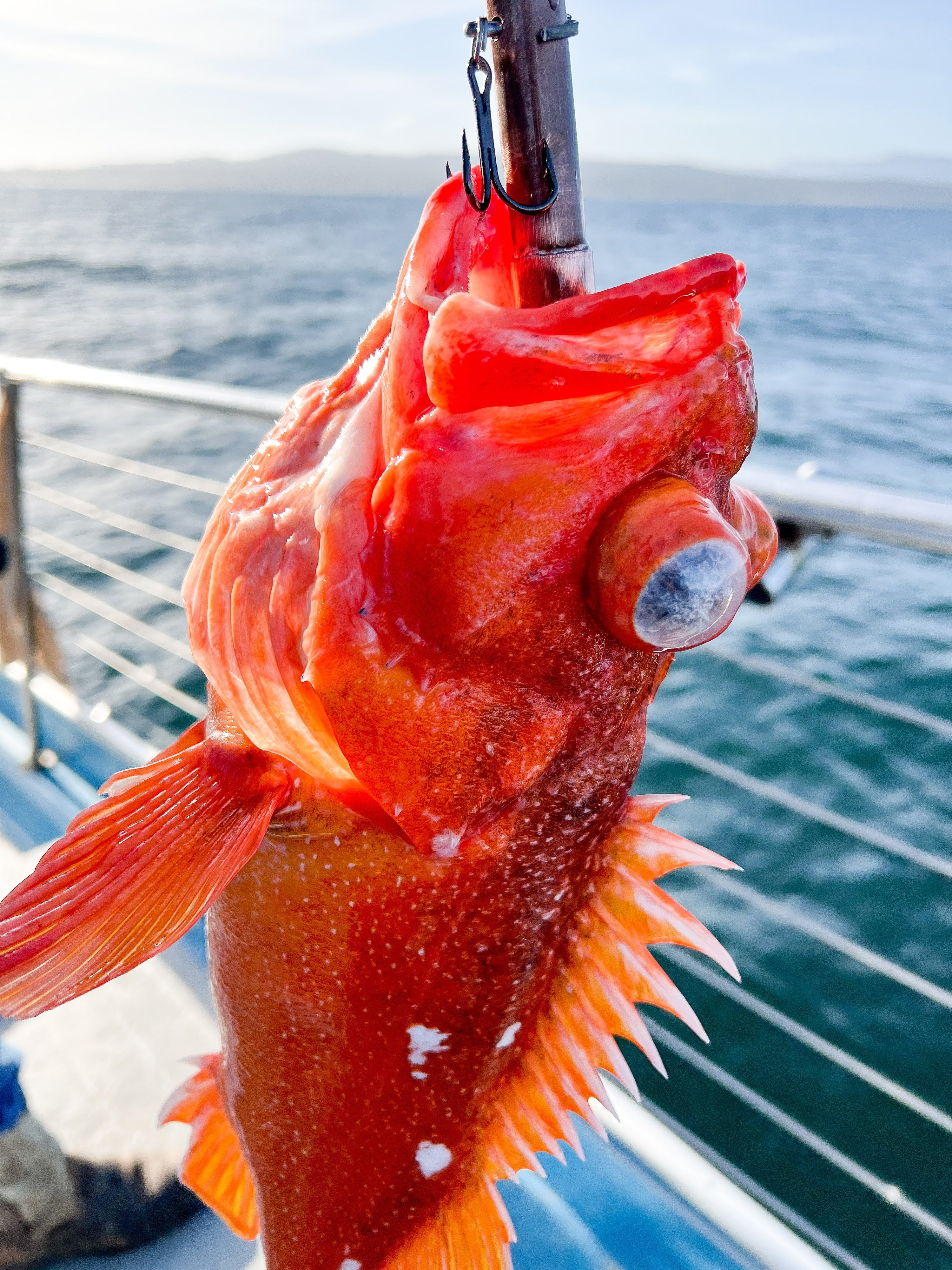 Copper pipe jig catching an orange starry rockfish