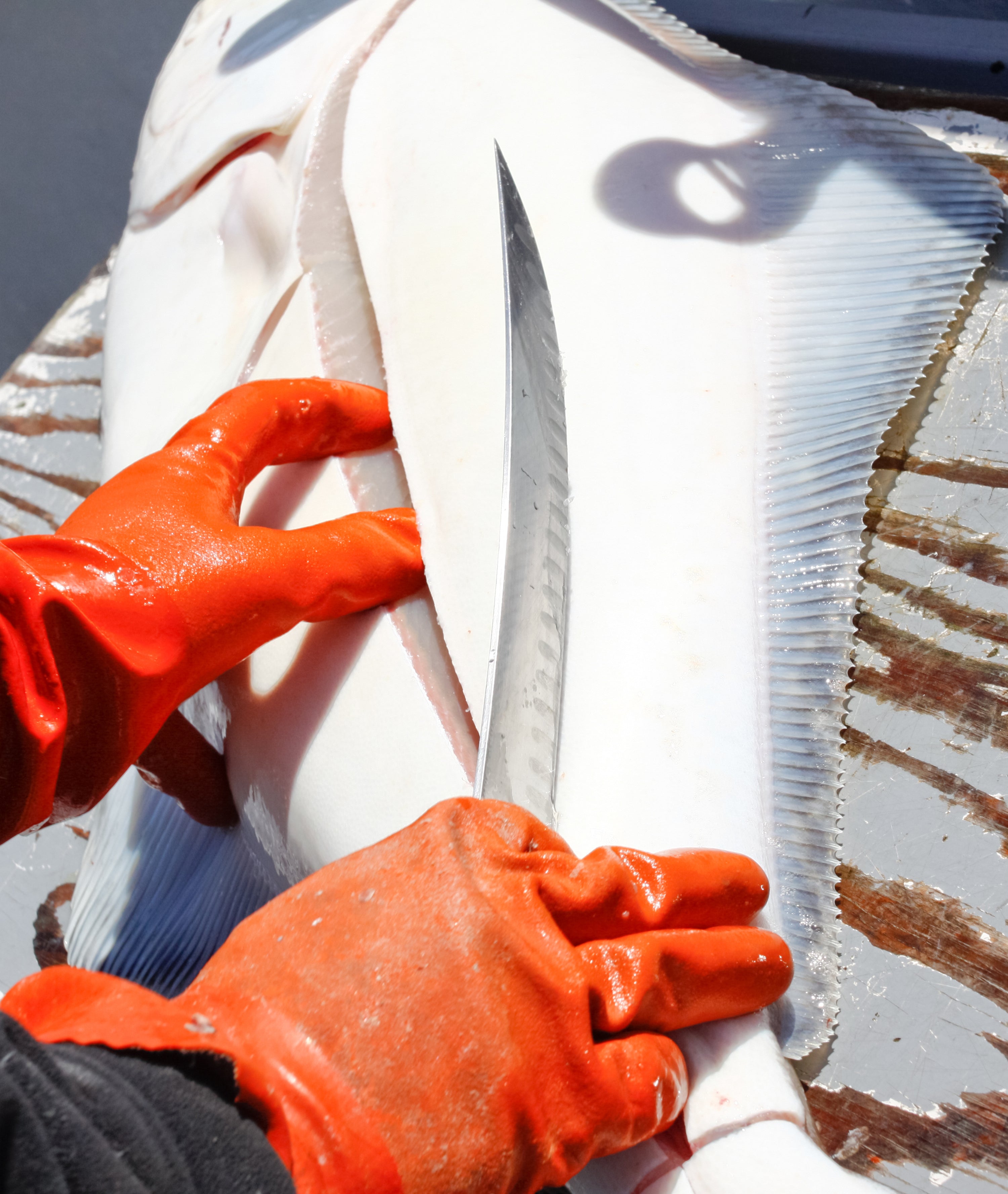 Large Halibut Fillets caught with halibut pipe jigs