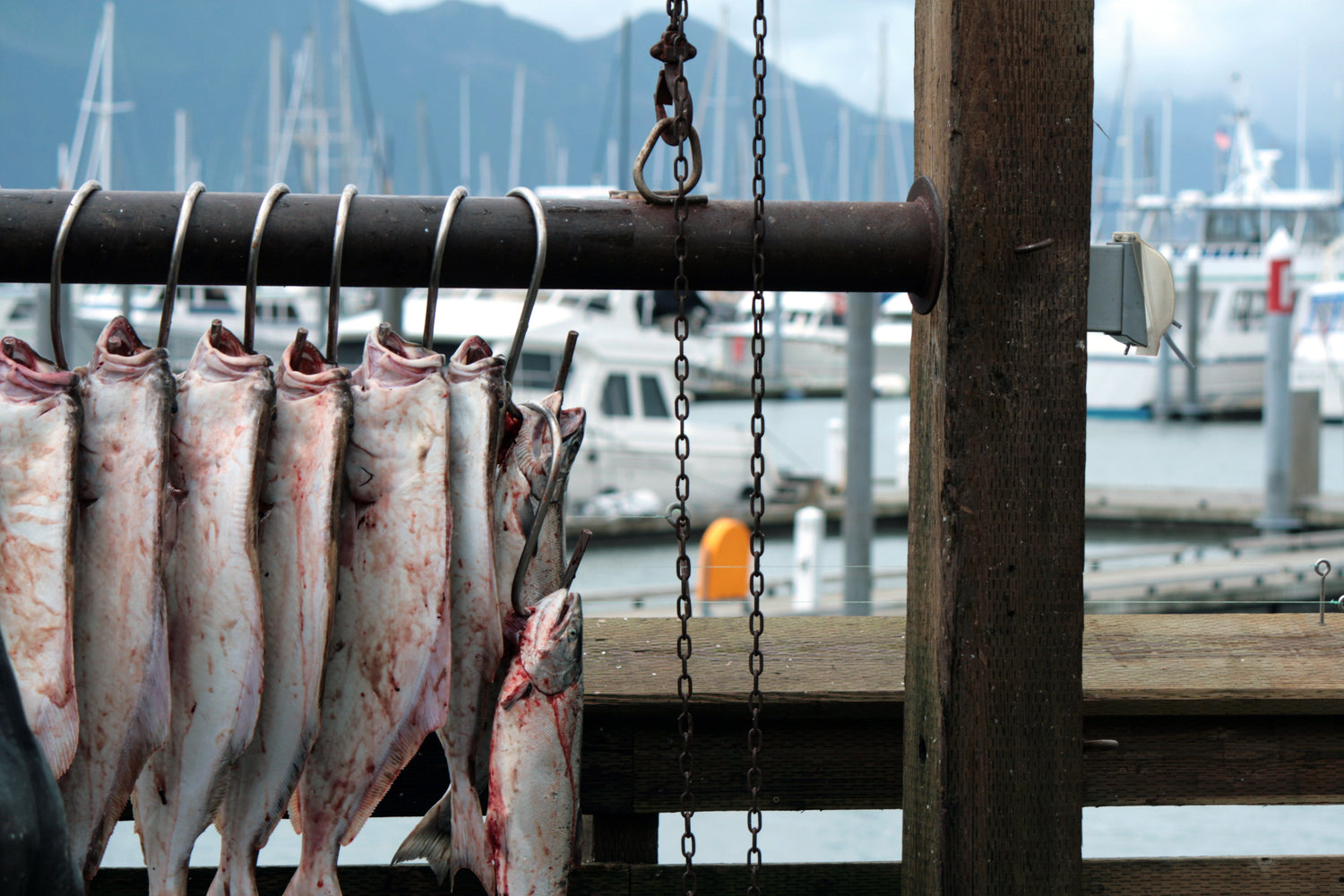 Halibut caught and hung on hooks