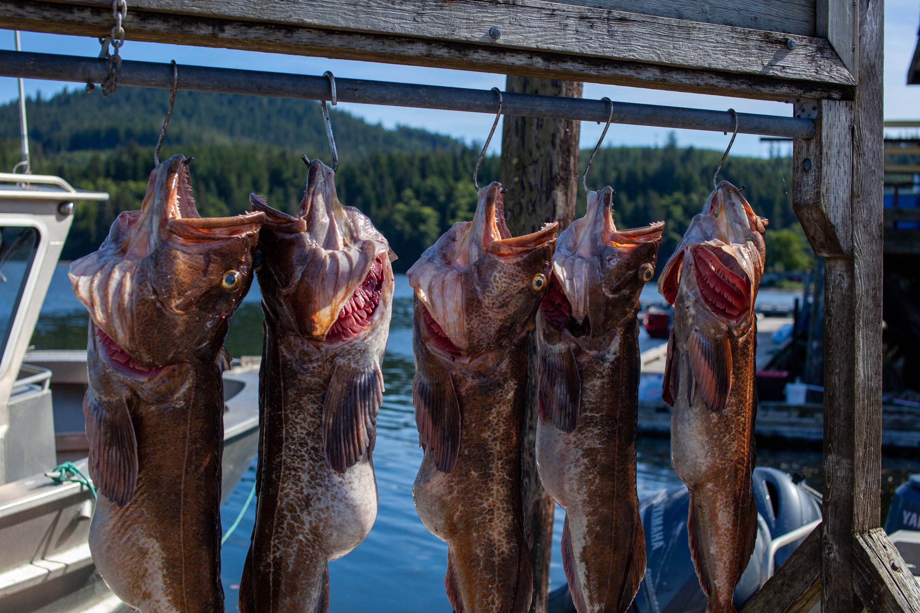 Five giant lingcod caught on copper pipe jigs from rockfishinglures.com