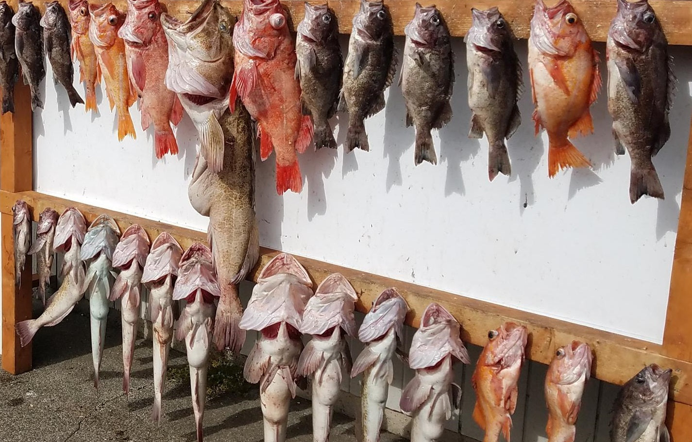 Rockfish and lingcod caught and hung for display