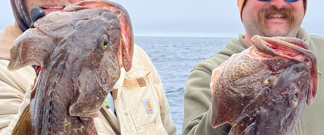 Two big ling cod caught by fishermen holding the ling cod