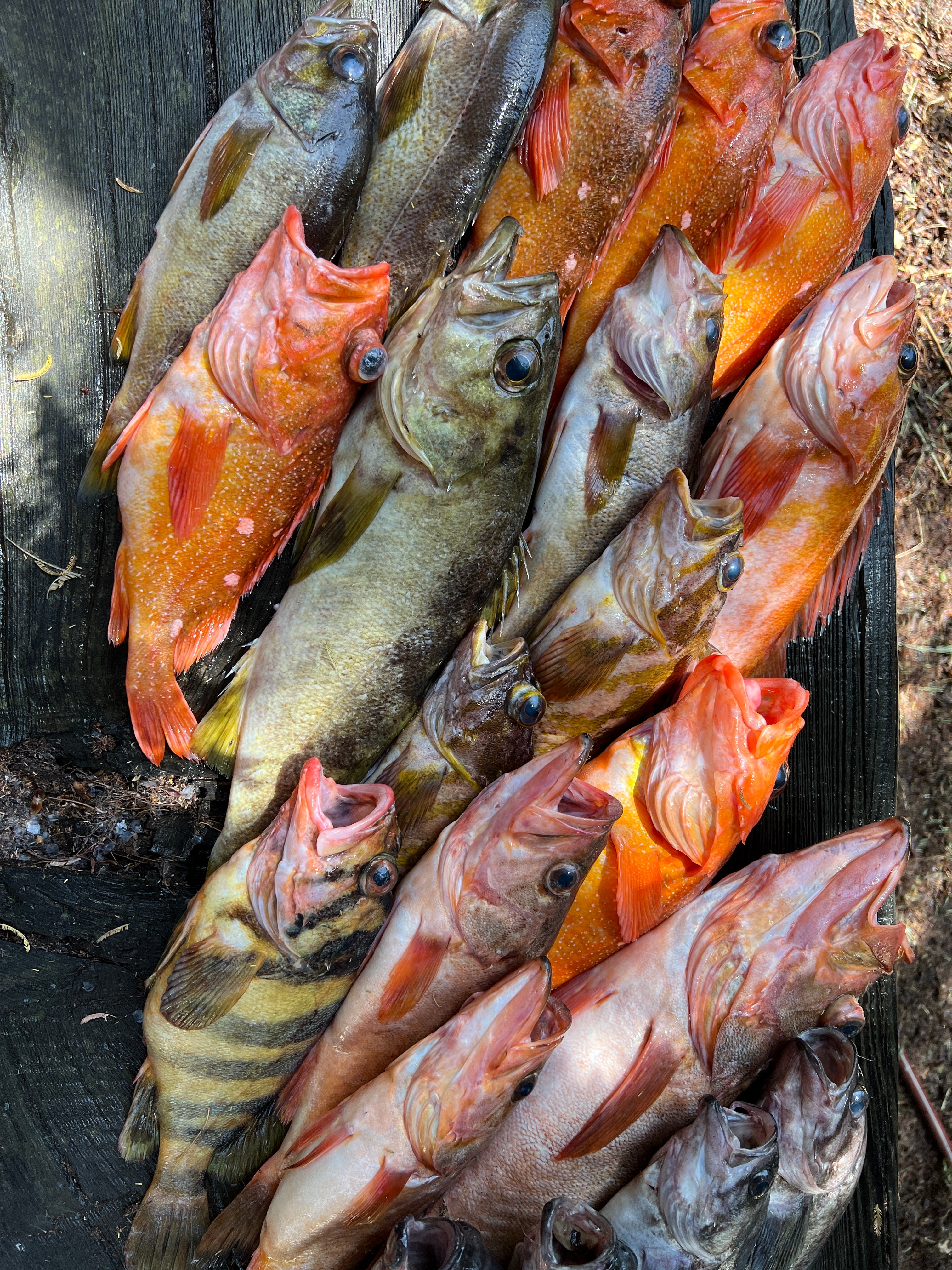 Caught rockfish from California including salmon grouper and blue rockfish.